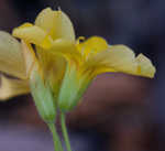 Tufted yellow woodsorrel